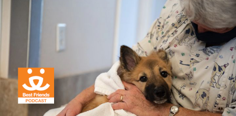 woman caring for a dog at a veterinary clinic
