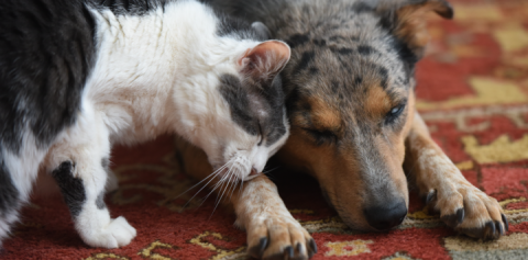 Cat and dog cuddle