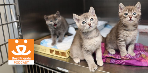 kittens in an animal shelter