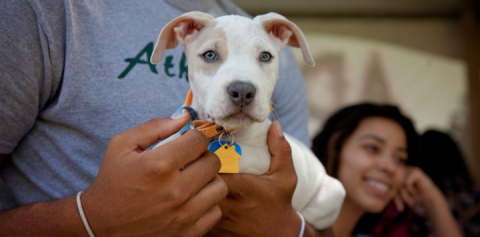 person holding a puppy