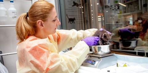 Volunteer weighing kitten
