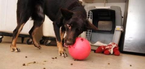 Shepherd type dog playing with a treat dispensing red ball