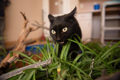 Frisky feline bounds toward a bright future | Best Friends Animal
