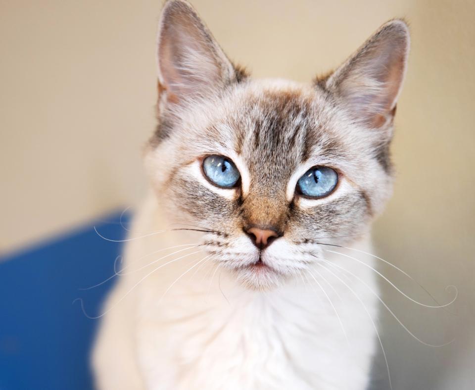 Gray cat with bright blue eyes looking at the camera