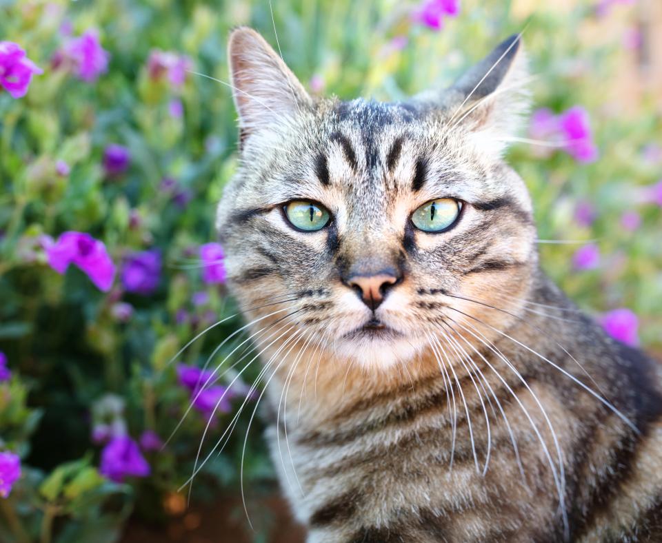 Cory the cat sitting next to purple flowers