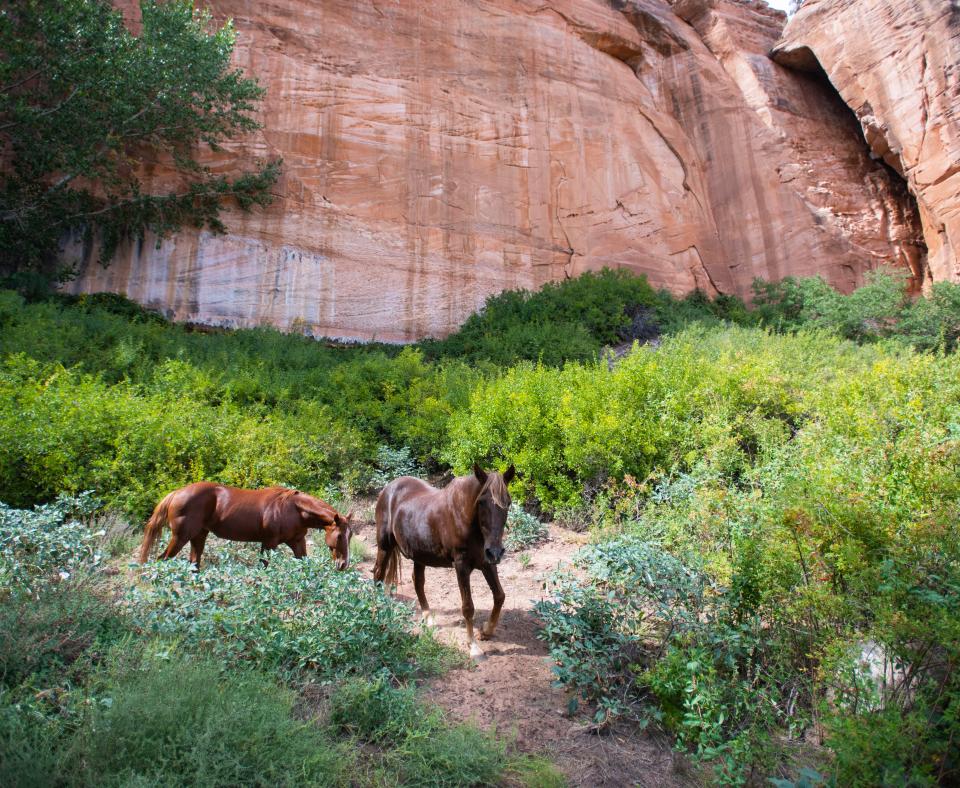 Two horses in front of red rocks walking through greenery