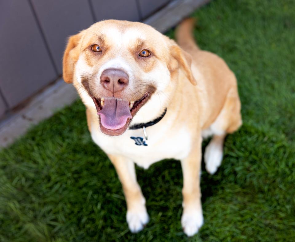 Happy dog sitting on grass smiling at camera