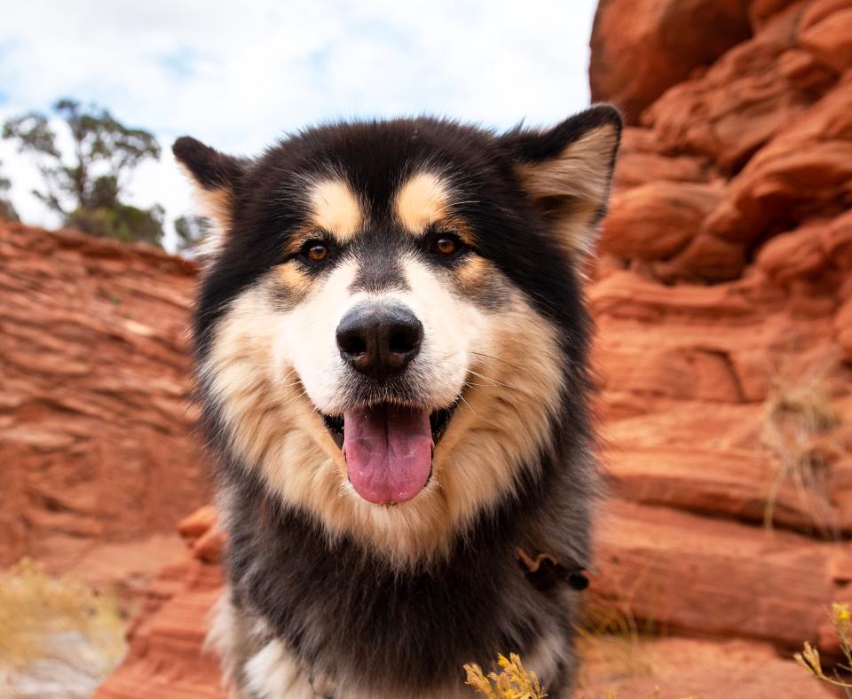 Smiling Husky in front of red rocks at Best Friends Animal Sanctuary