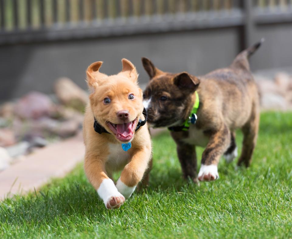 Two puppies running and playing in grass