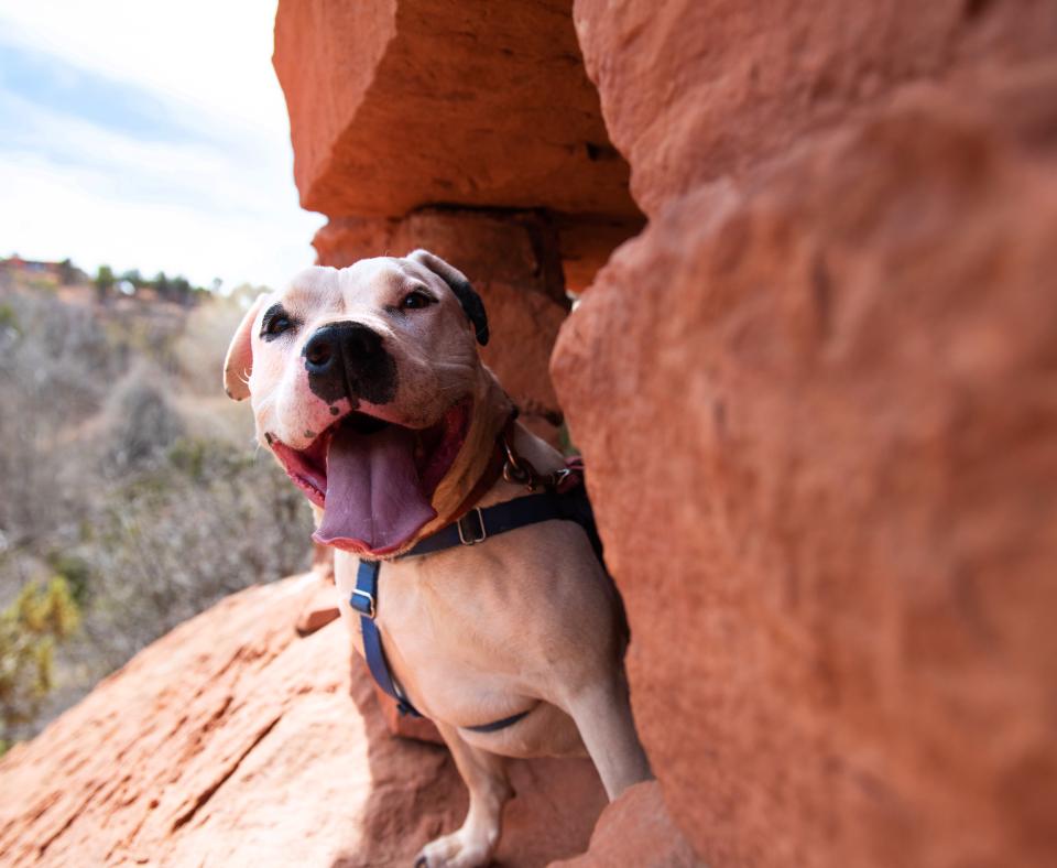 Dog peeking out of a red rock cave