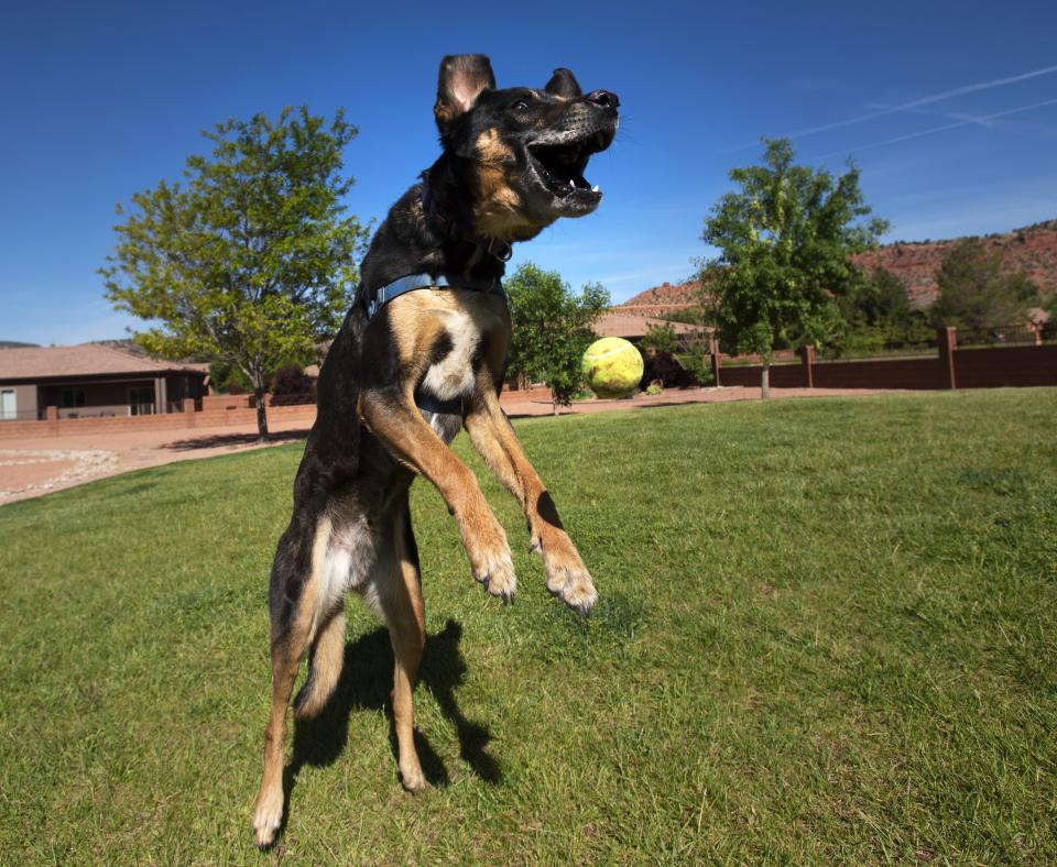 Dog jumping to catch a ball in a park in southern Utah