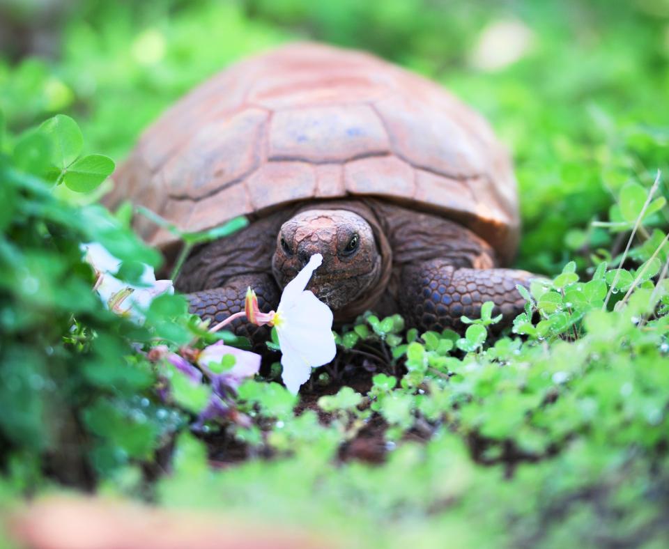 Tortoise crawling through beautiful green flowering foliage