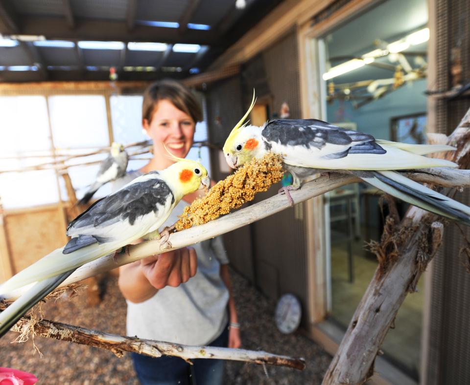 Volunteer feeding two cockatiels at animal sanctuary