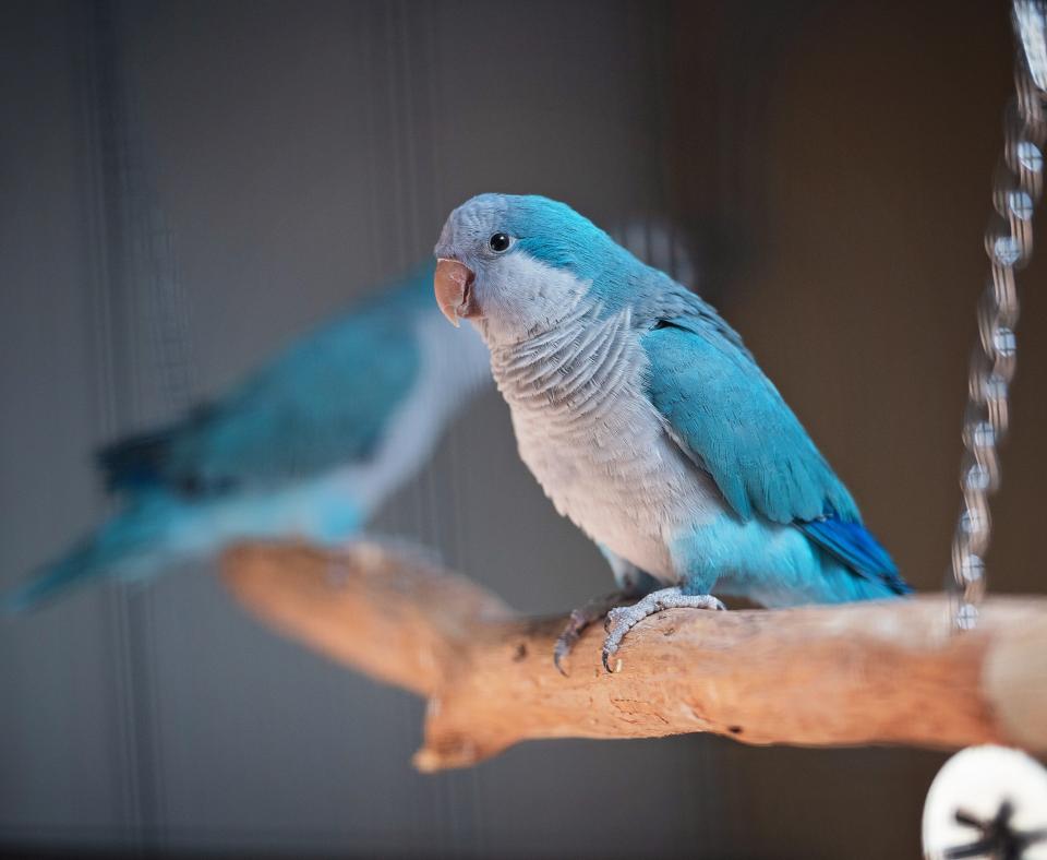 Two blue colored birds sitting on a perch