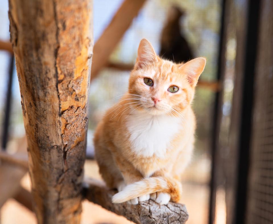 Happy cat perched on a branch in a bright and sunny outdoor cat enclosure