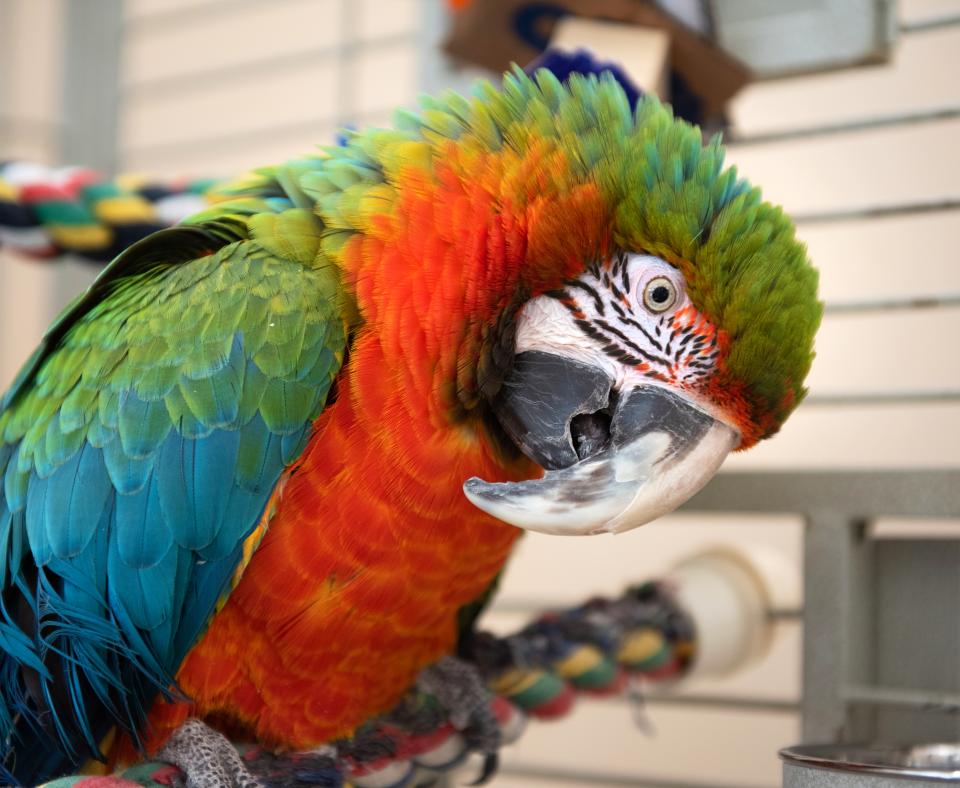 Parrot with red, green, and blue feathers perched on a rope