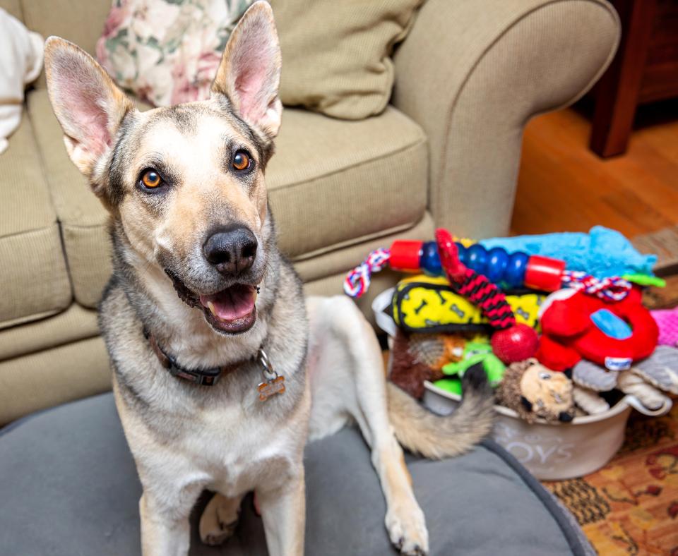 Happy dog sitting next to a pile of dog toys