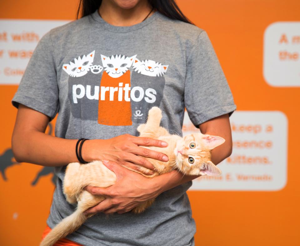 Person wearing a Purritos T-shirt holding an orange tabby kitten