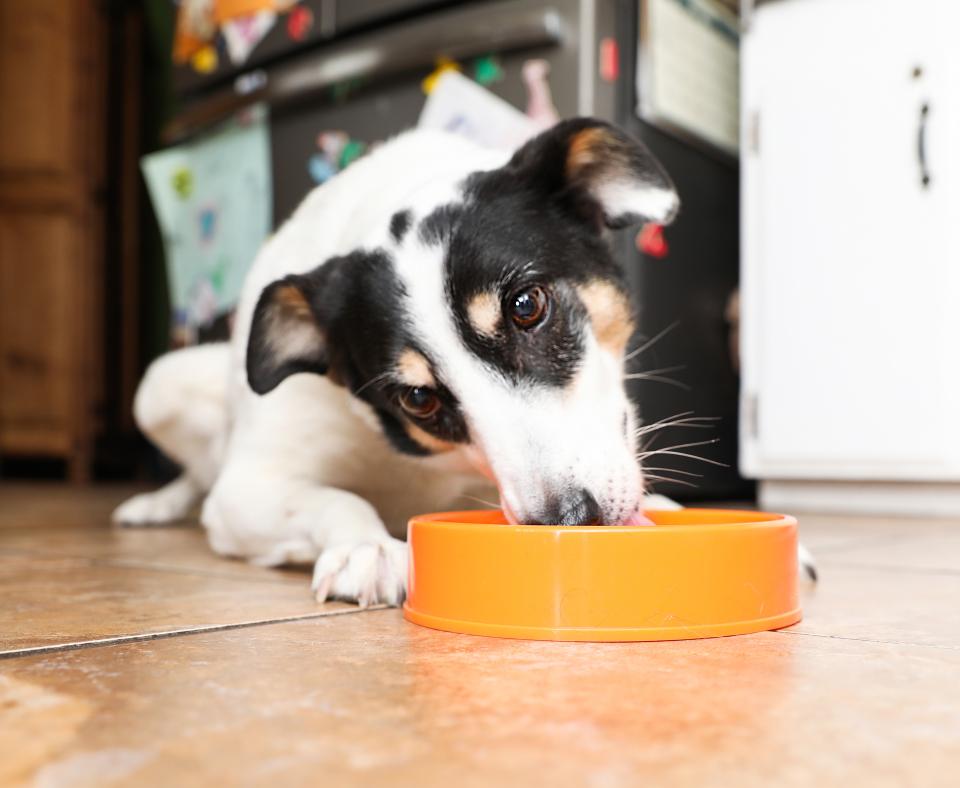 Happy dog eating food out of an orange bowl on a kitchen floor