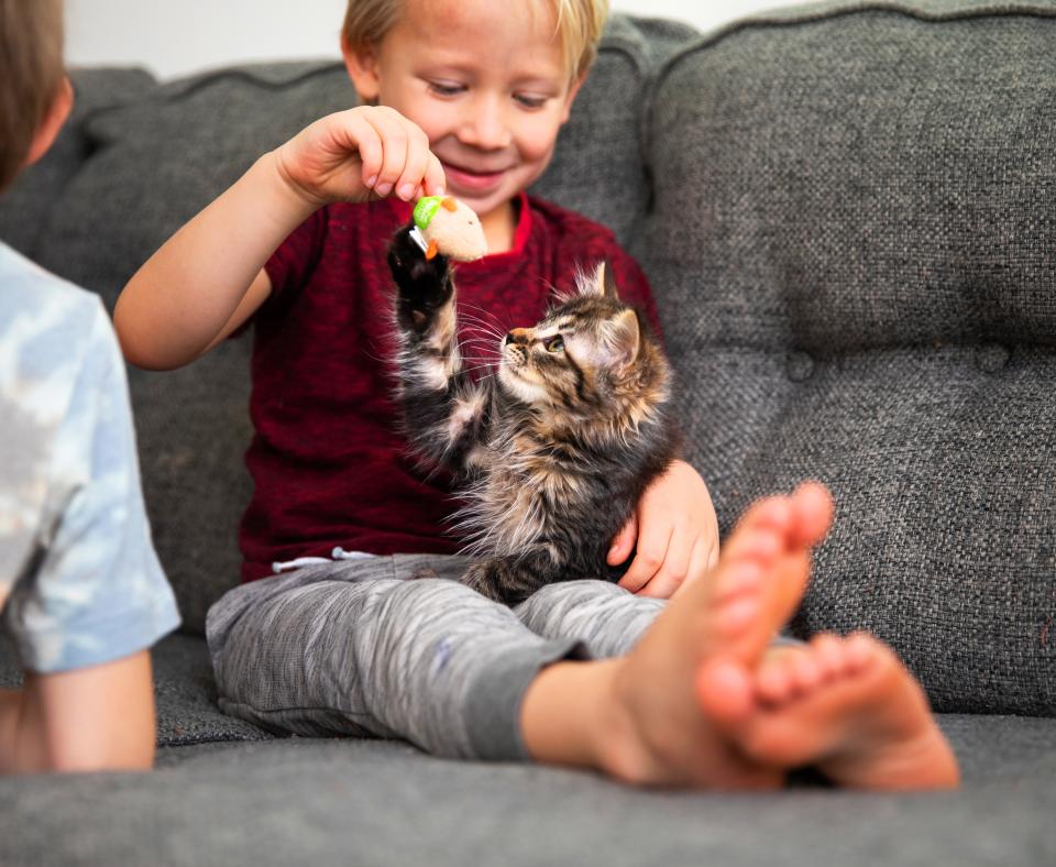 Kitten playing with a person on a couch in a home
