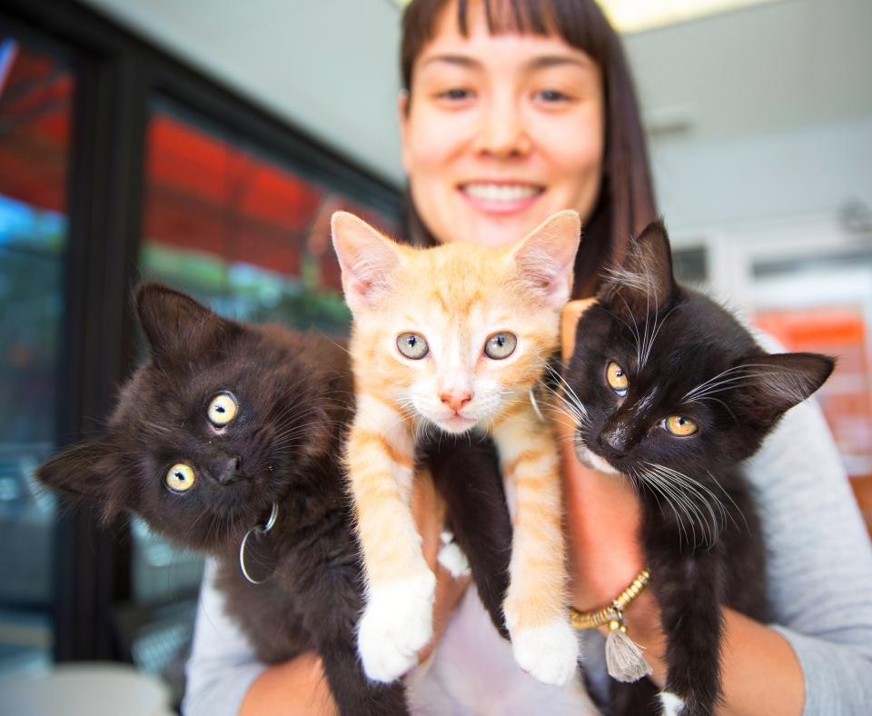 Smiling person holding three kittens in their hands