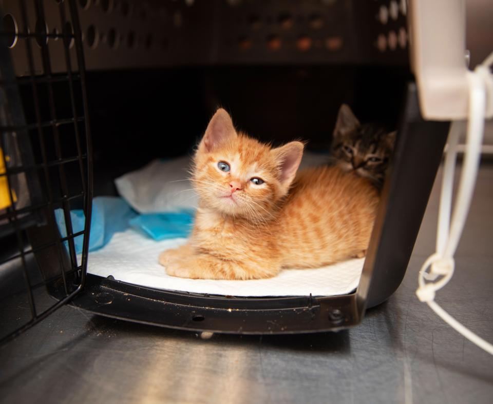 Orange tabby kitten in a carrier