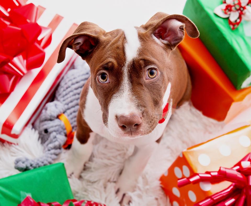 Brown and white puppy sitting among presents