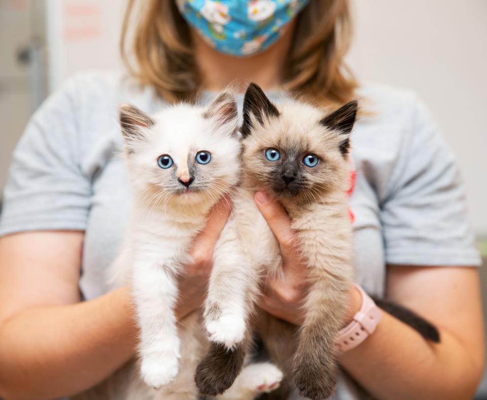 Person holding pair of Siamese mix kittens