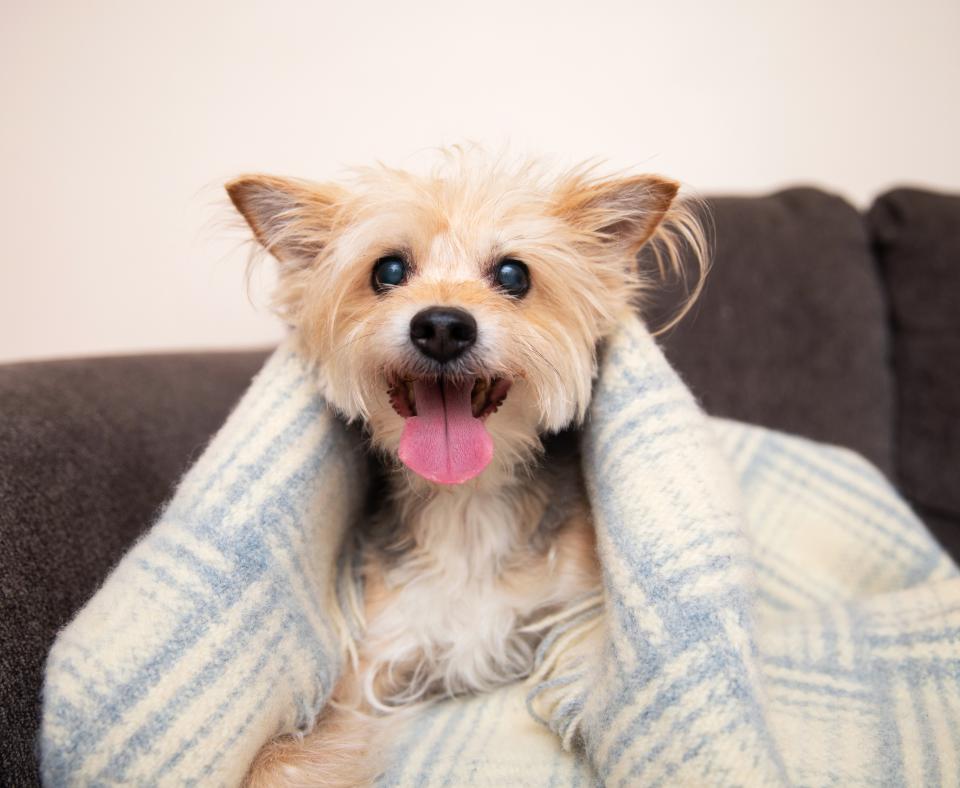 Happy dog on a cozy couch