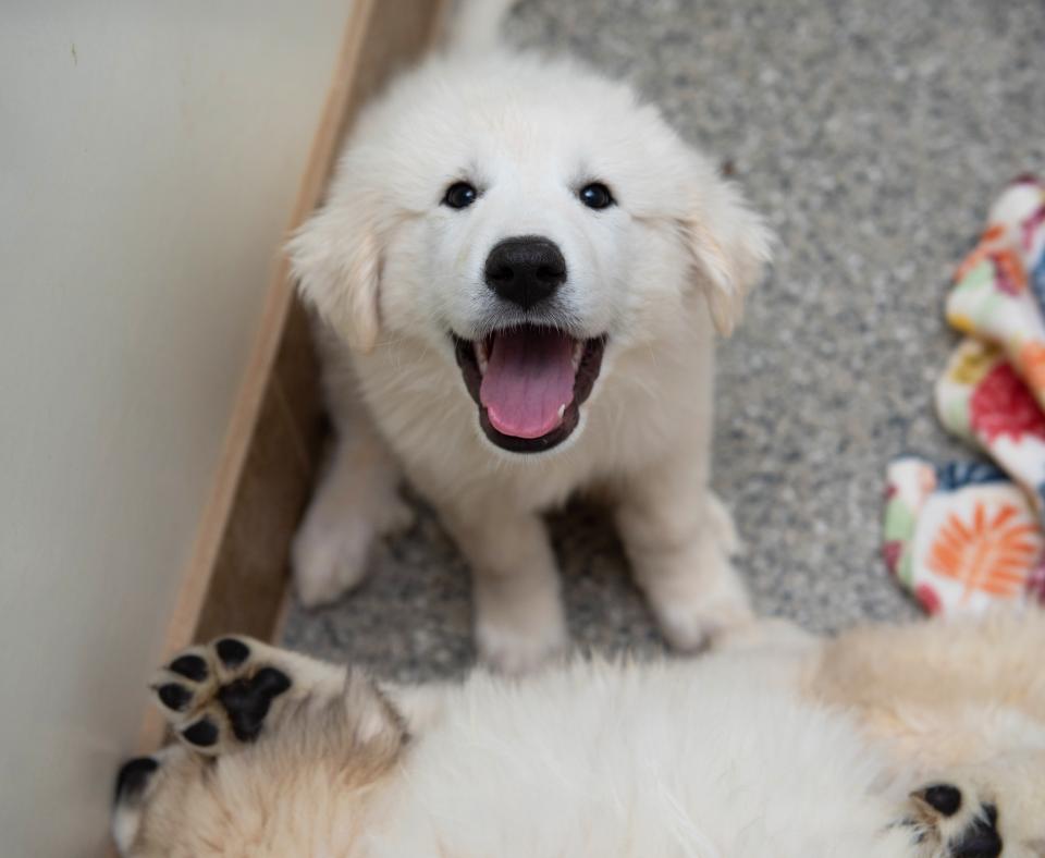 White puppy, with mouth open in a smile