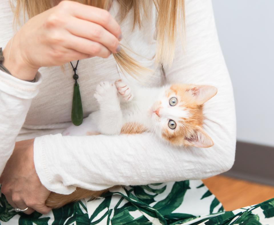Person cradling an orange and white kitten and using her long hair as a toy