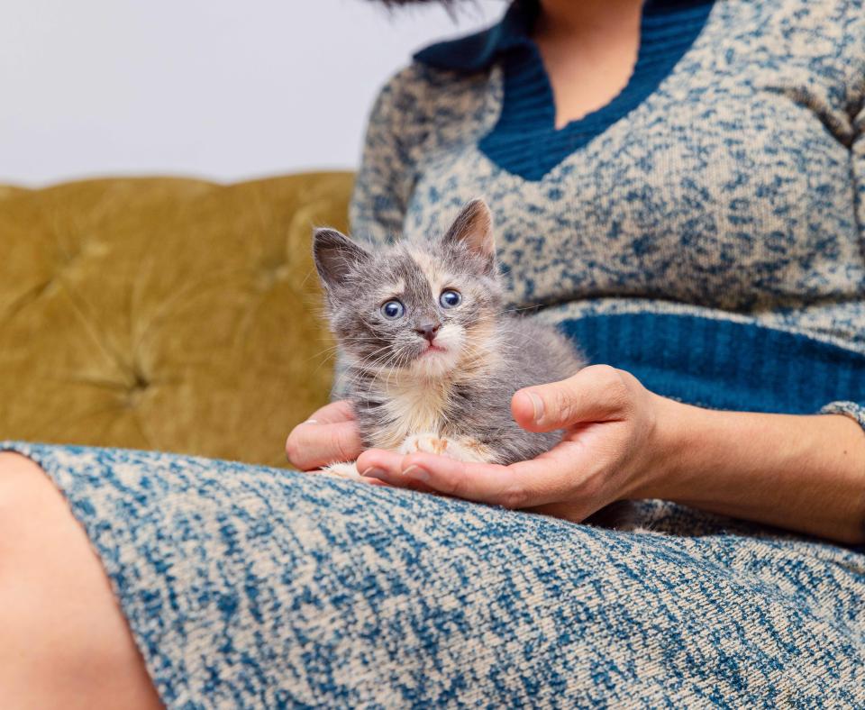 Person holding a dilute calico kitten in her lap