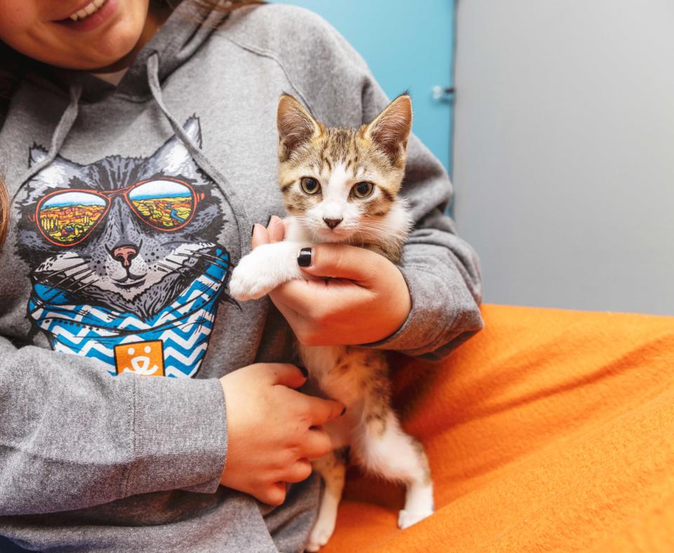 Person wearing a sweatshirt featuring a cat wearing sunglasses holding a tabby and white kitten