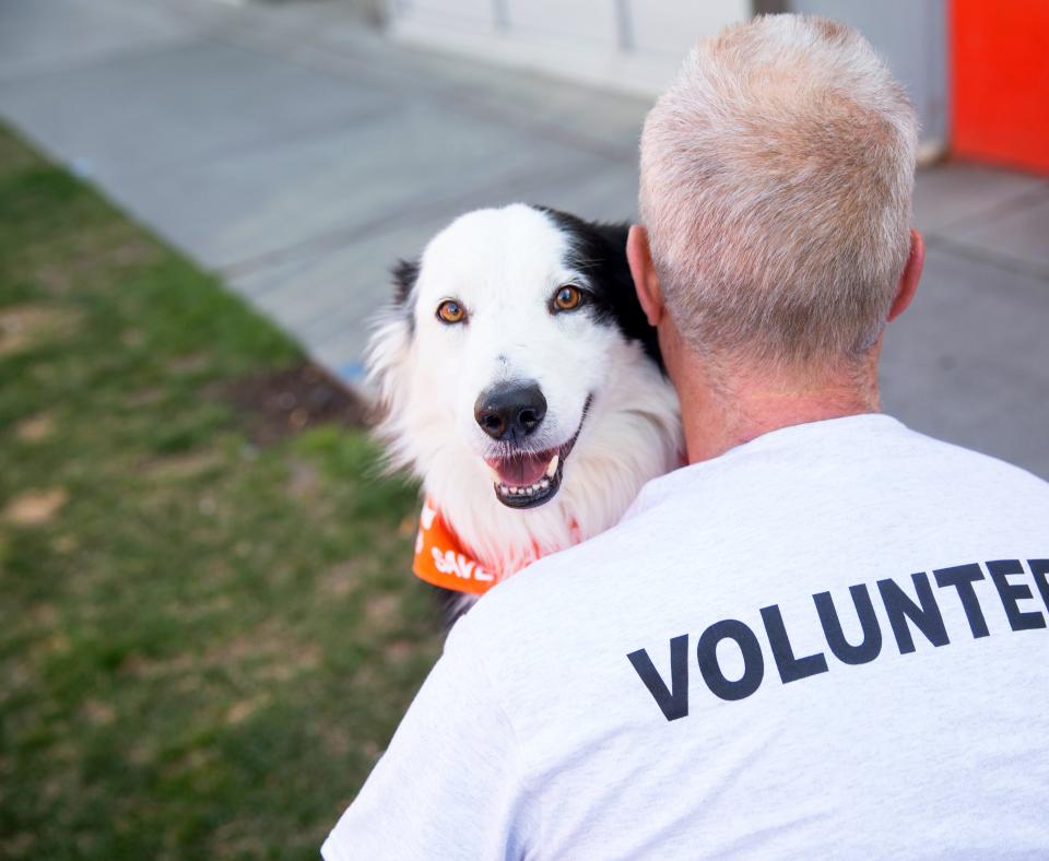 Black and white dog wearing an orange bandanna looking over the shoulder of a person wearing a volunteer T-shirt