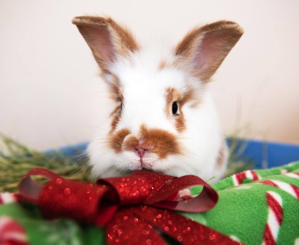 Fuzzy bunny sitting with a big colorful bow and gift box