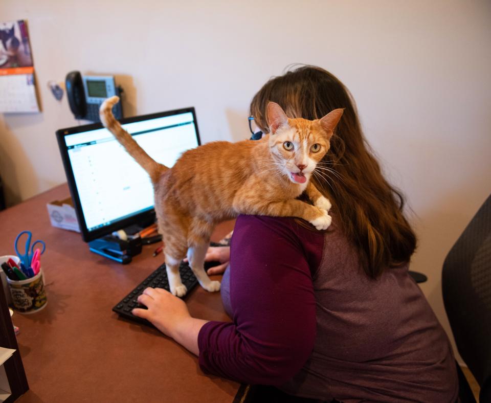 Person working on a computer with a cat on her shoulder