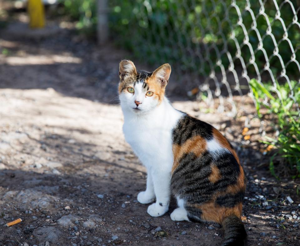 Calico community cat with a tipped ear