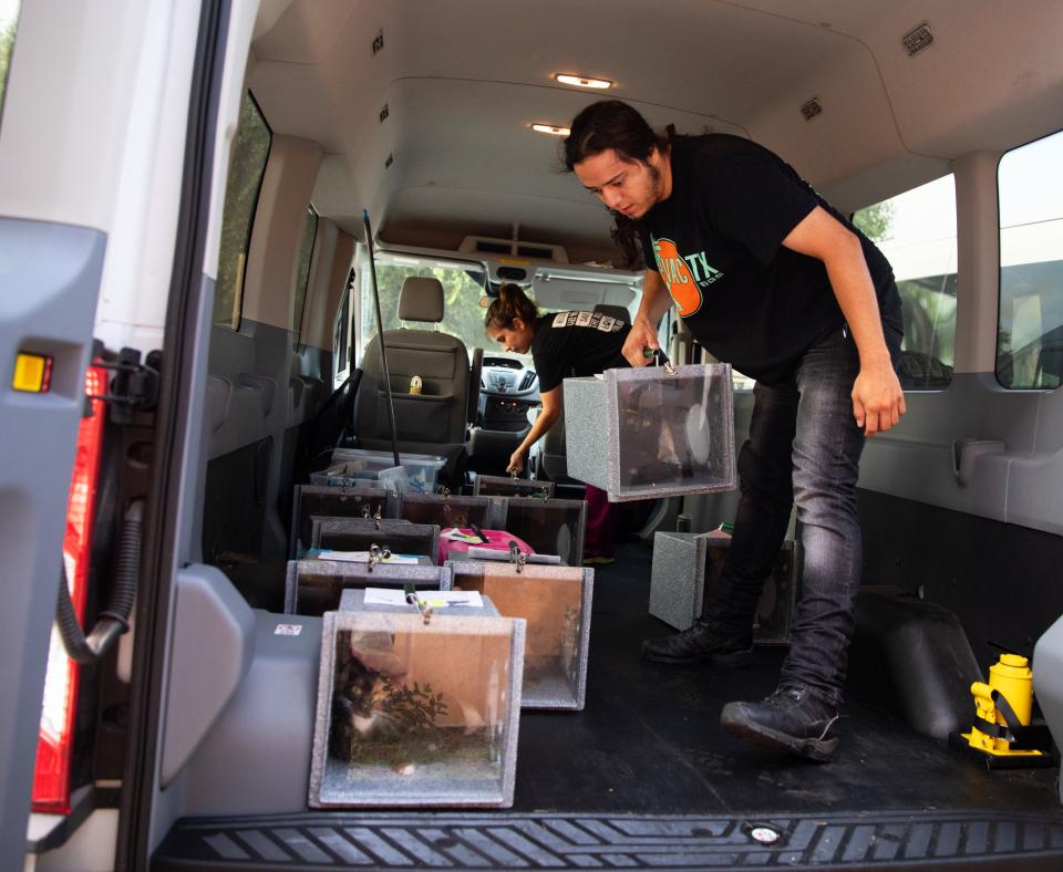 People in a van with cats in boxes, ready to return them as part of trap-neuter-vaccinate-return