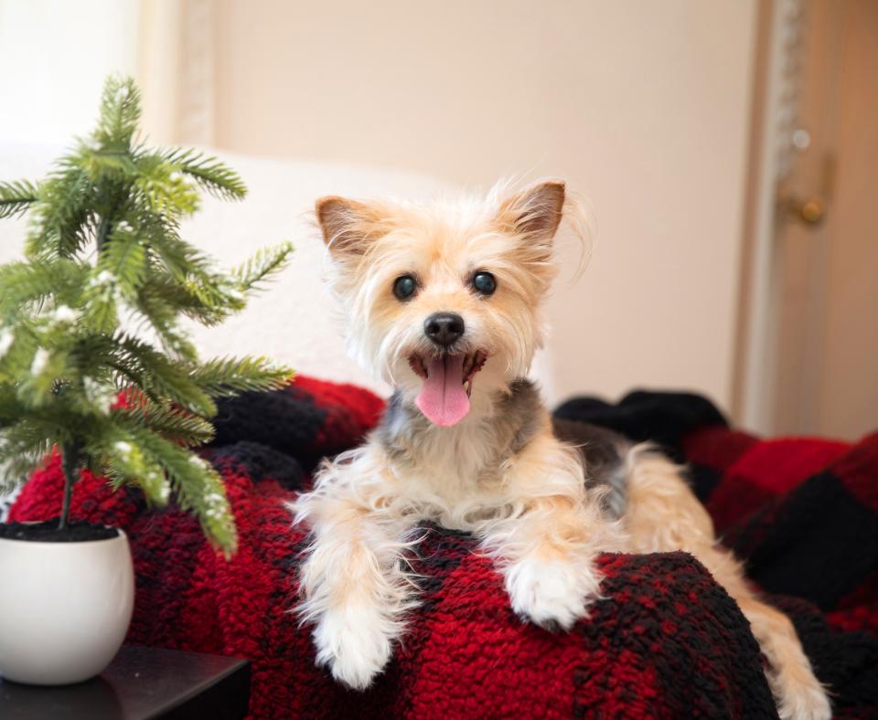 Happy dog sitting on a comfortable couch on a fuzzy blanket