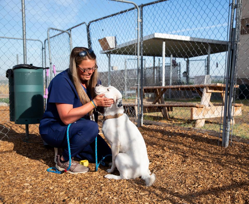 Person squatting down to pet a white dog in a fenced in area at a shelter