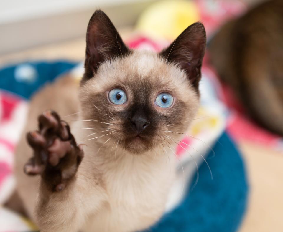 Siamese kitten with paw raised