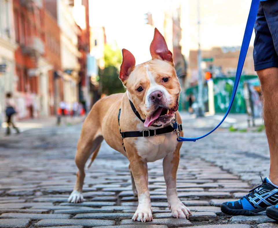 Happy pit bull type dog with upright ears and tongue out on a leashed walk outside on a brick street