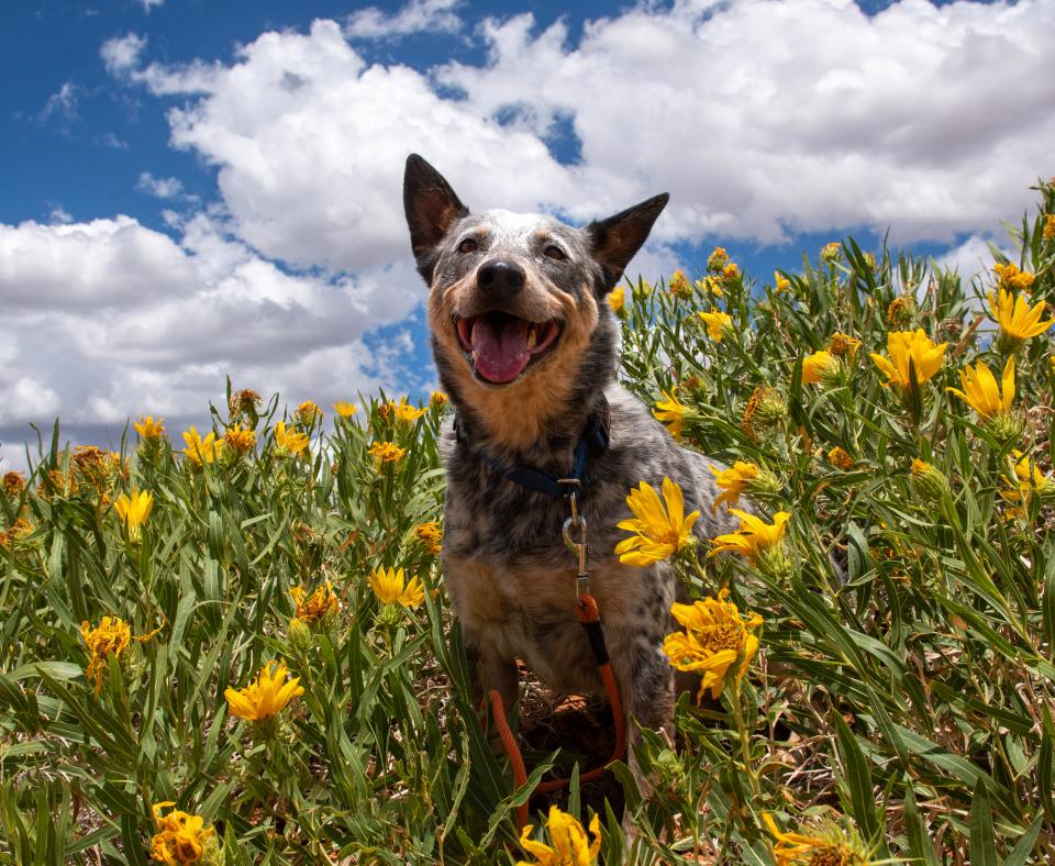 Happy dog in a field of bright yellow flowers in front of a blue sky