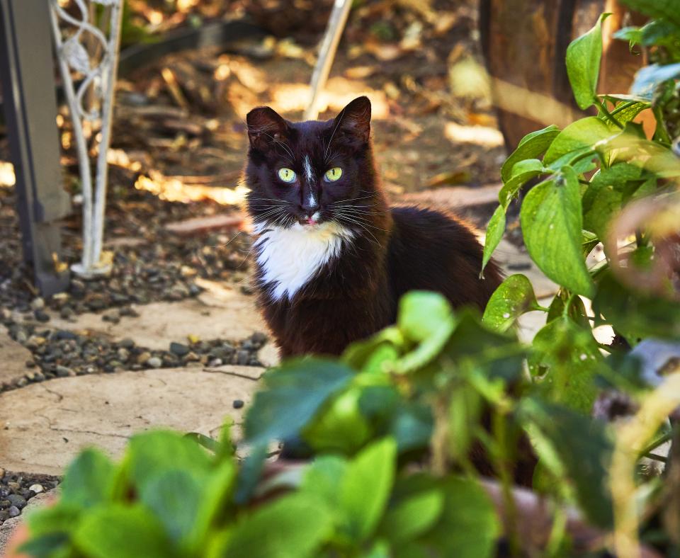Cat sitting outside in greenery
