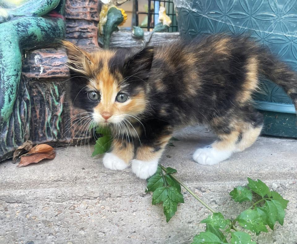 Tiny kitten outside