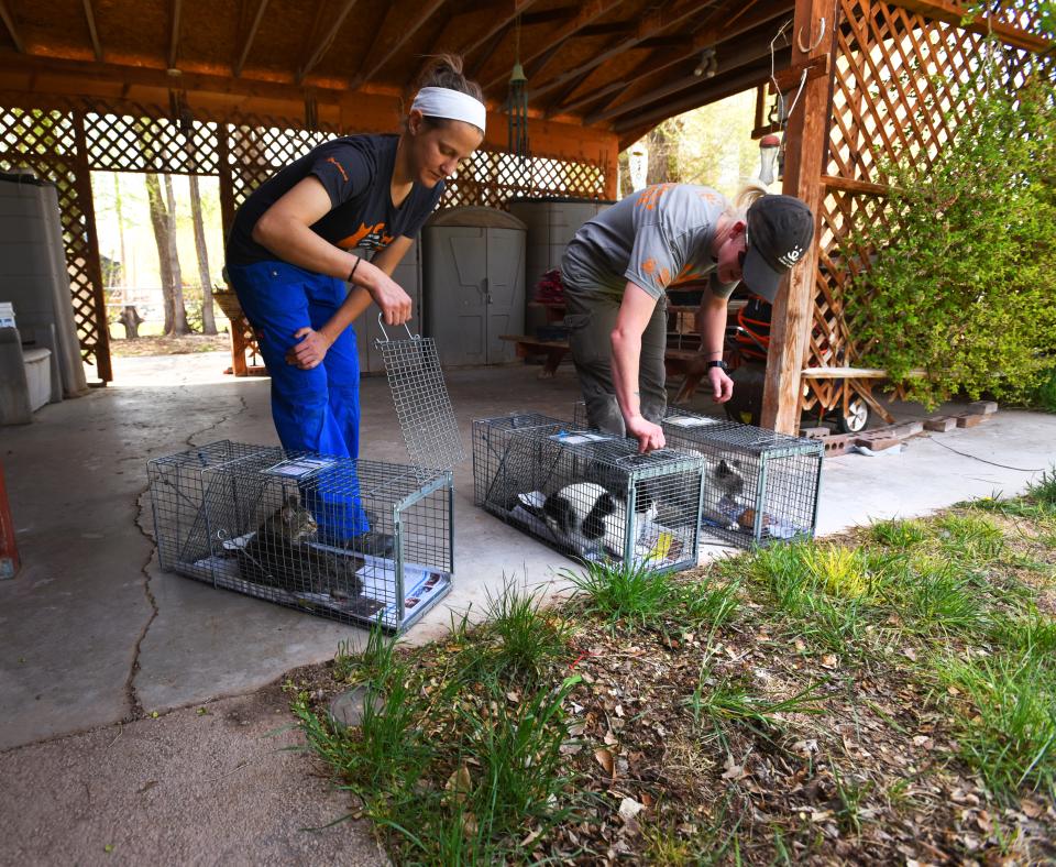 Community cat caregivers releasing cats as part of trap-neuter-return