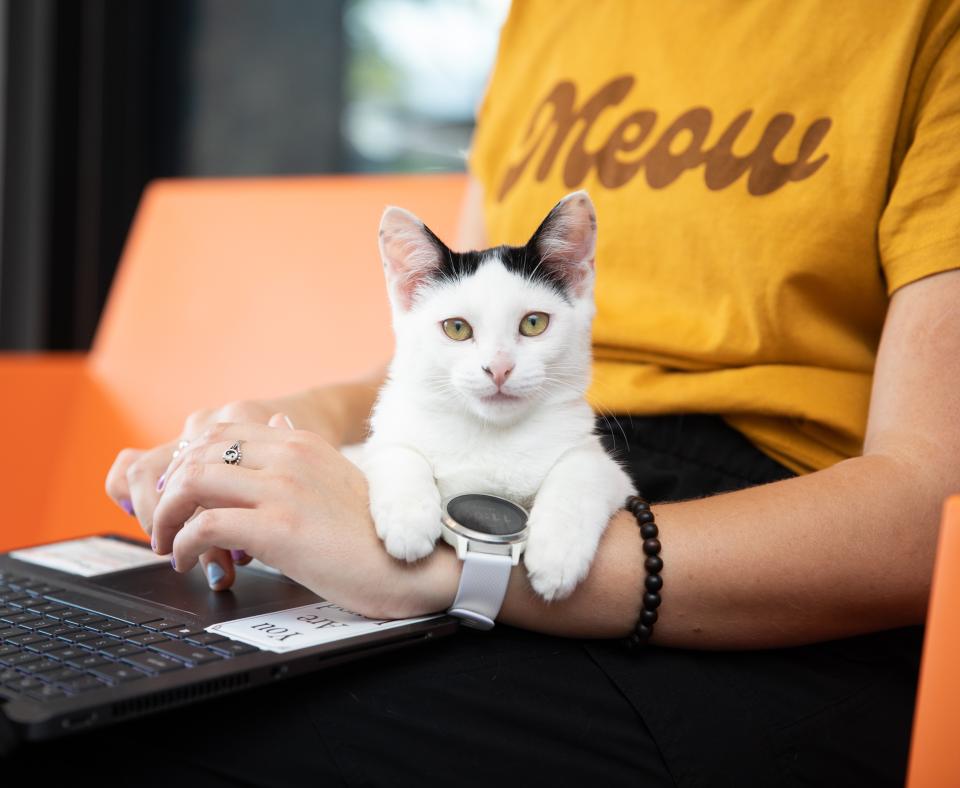 Person working at a computer with a cat on their lap