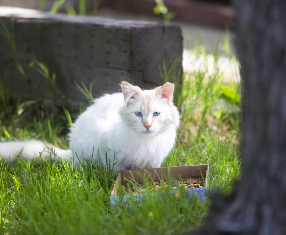 Kitten outside in the grass