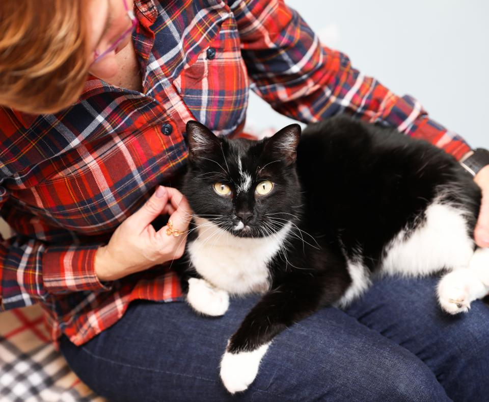 Person wearing a red plaid shirt with a black and white cat in the person's lap
