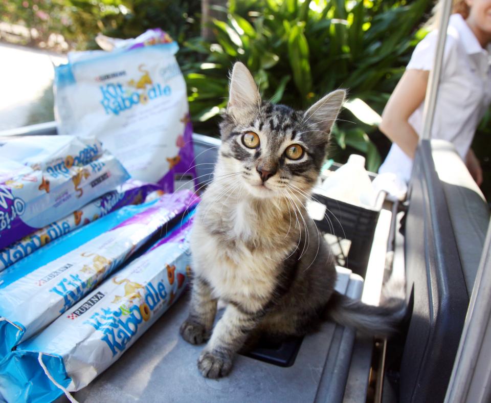 Kitten sitting next to bags of cat food